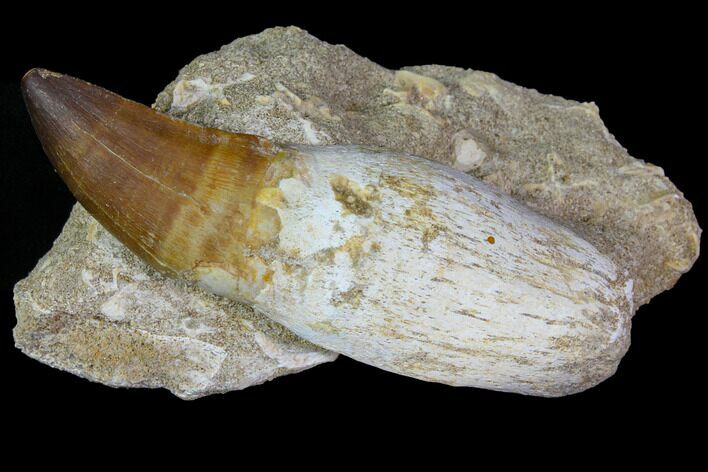 Rooted Mosasaur (Prognathodon) Tooth #114484